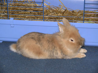 Oskar, der Klasse-Hase